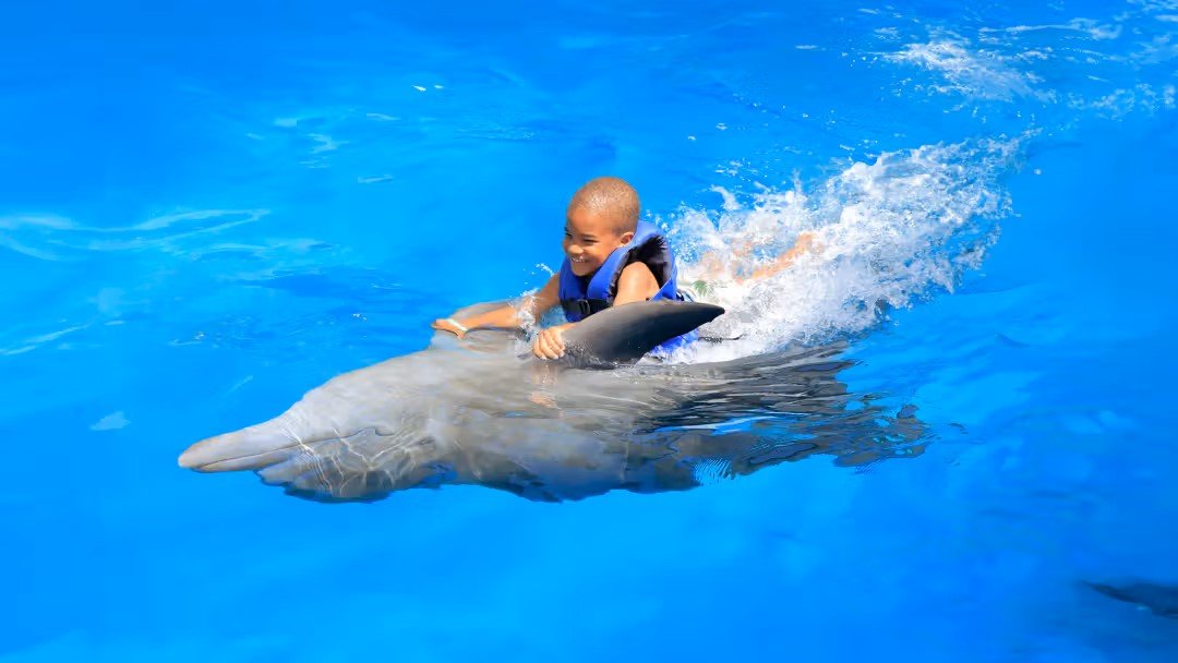 Dolphin Therapy