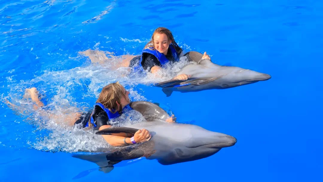 Alanya Dolphin Show and Swimming with Dolphins | Both Way Transfer is Included